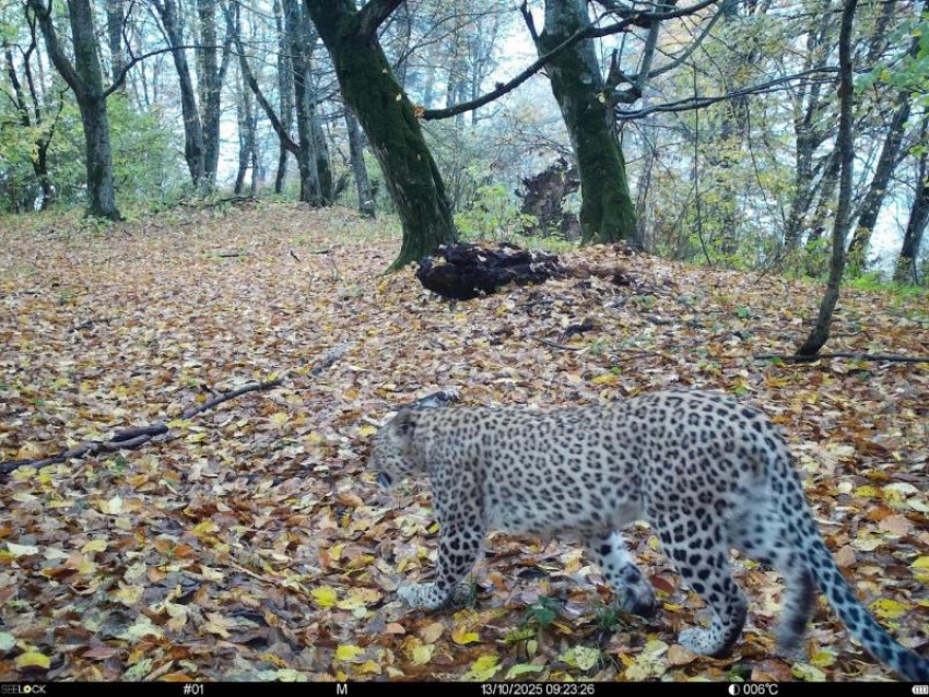 Леопард, выращенный в Сочи, осваивает Кабардино-Балкарию