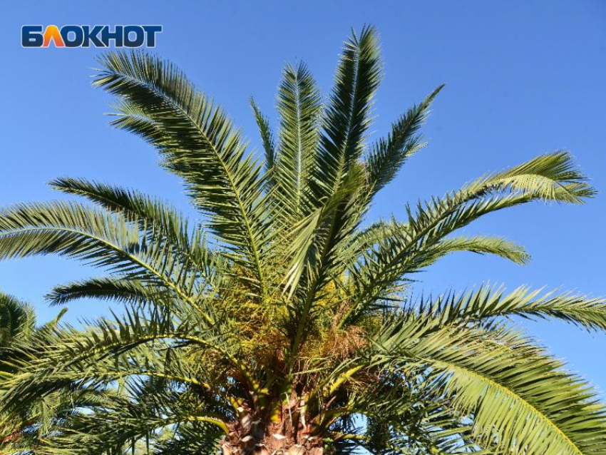 Цены, грязное море, проблемы с работой: петербурженка рассказала, почему после двух лет жизни в Сочи уехала обратно