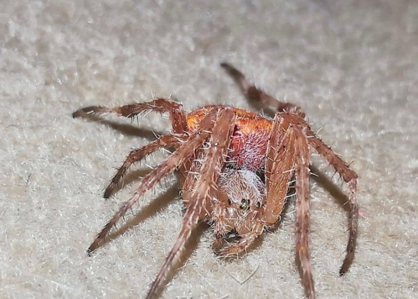 Жительница Сочи обнаружила в своем доме необычного паука