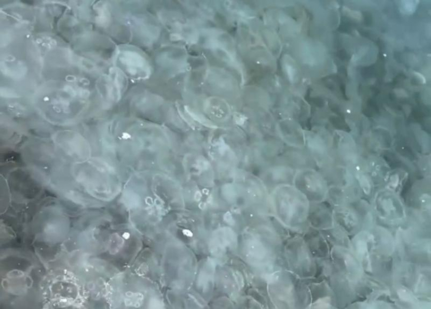 Медузы заполонили Черное море у берегов Сочи