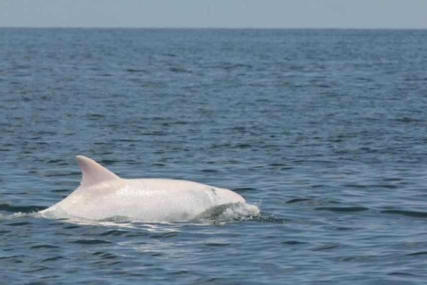 Очень редкие дельфины попали на видео в Сочи