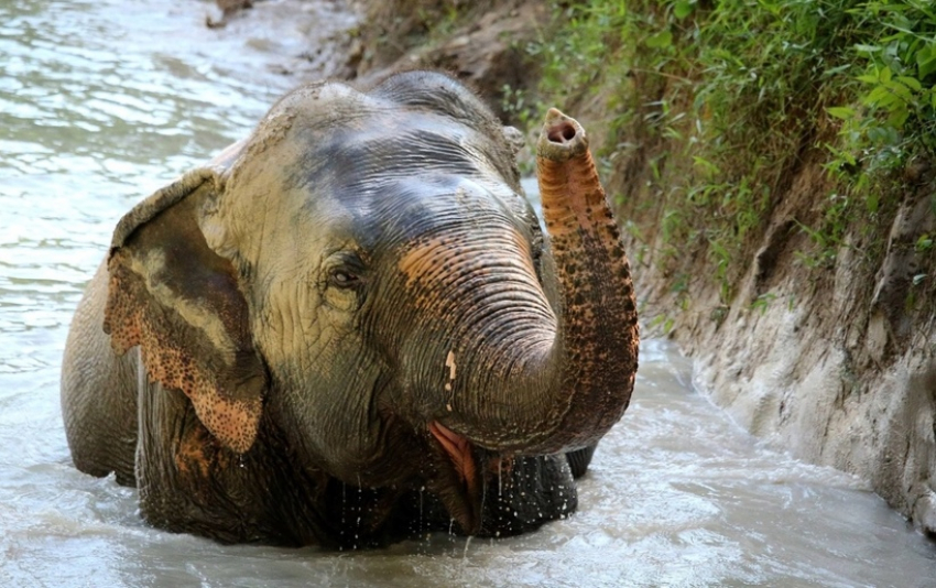 Слоны-туристы едут на отдых в Сочи