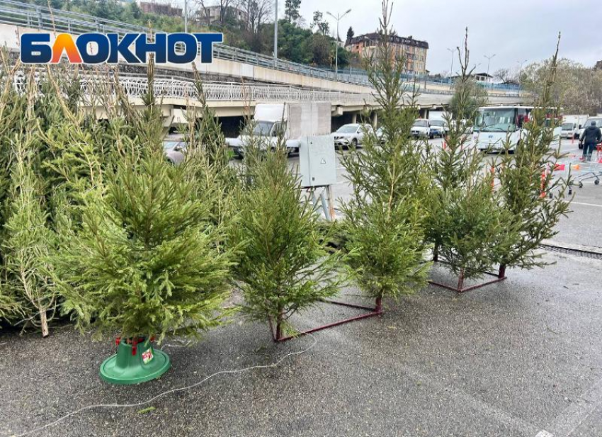 От 2 тысяч рублей: елочные базары открылись в Сочи