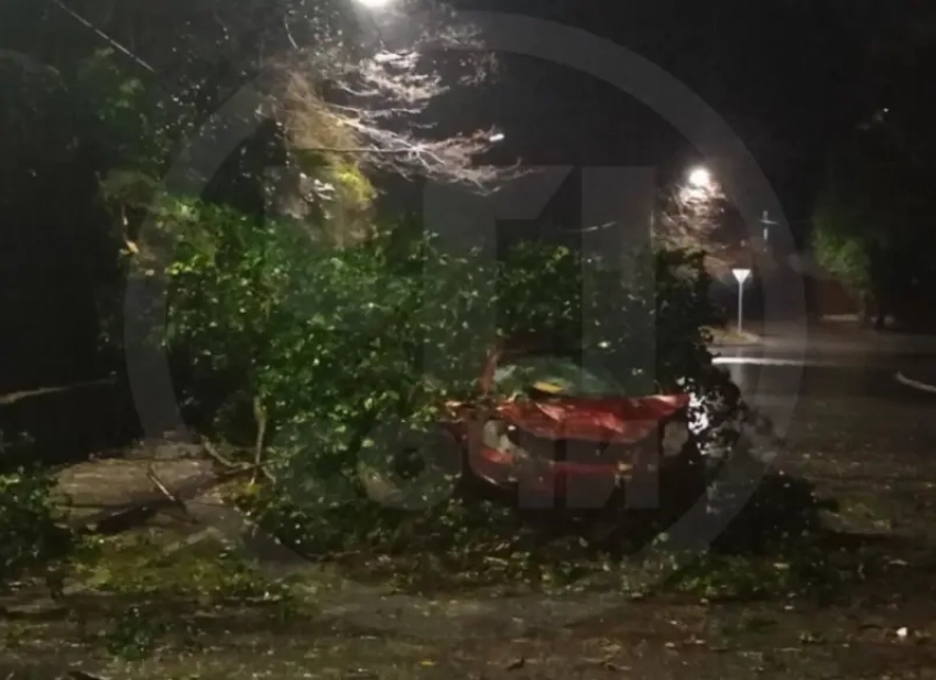 В Сочи дерево раздавило машину с человеком внутри 