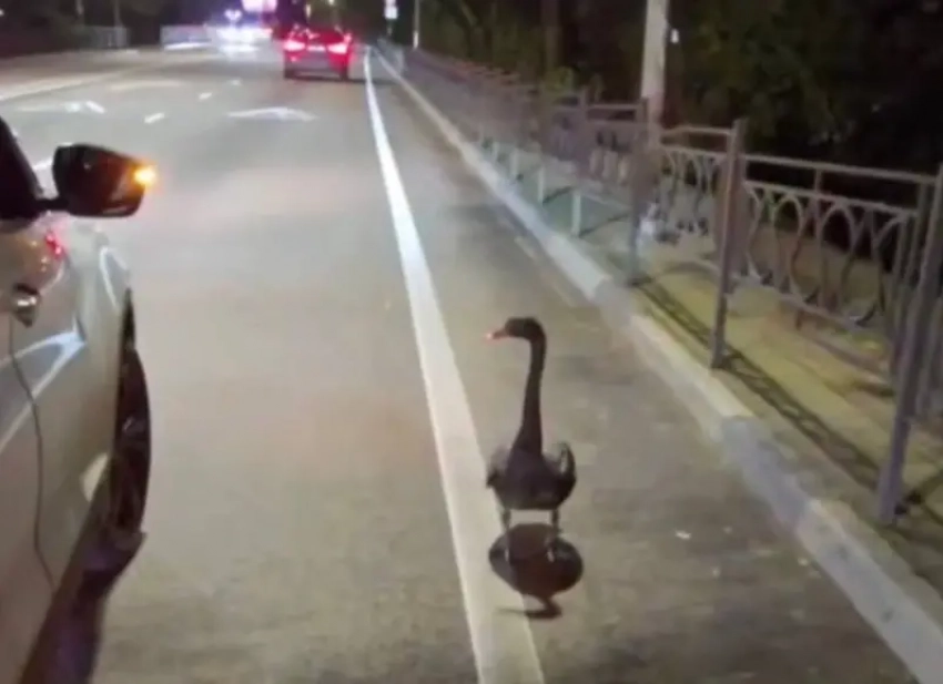 Черный лебедь выбежал на трассу в Сочи, спасаясь от бродячих собак