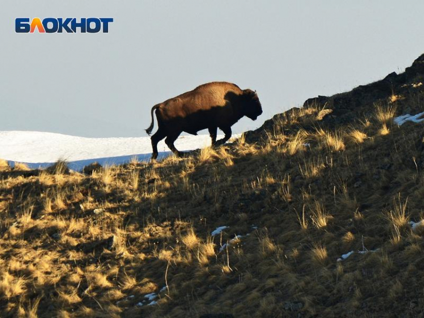 В Сочи пройдет Фестиваль горного зубра, несмотря на плохую погоду
