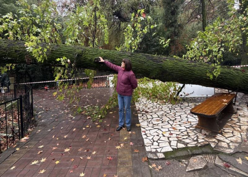 В Дендрарии Сочи упал вековой ликвидамбр