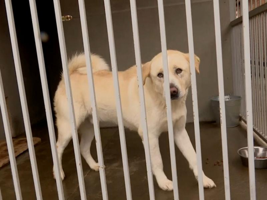 200 бездомных собак из Сочи нашли новых хозяев