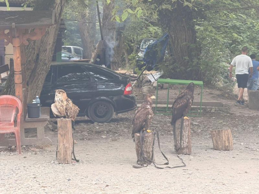 Сочинский нацпарк рассказал о мучениях филинов от фотосессий с туристами