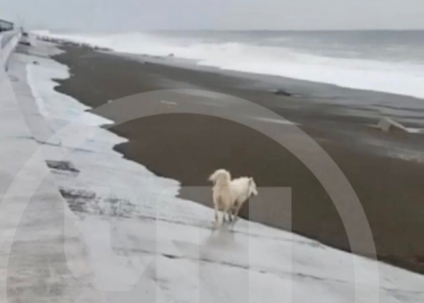 Штормовая волна смыла в море мужчину с собакой в Сочи