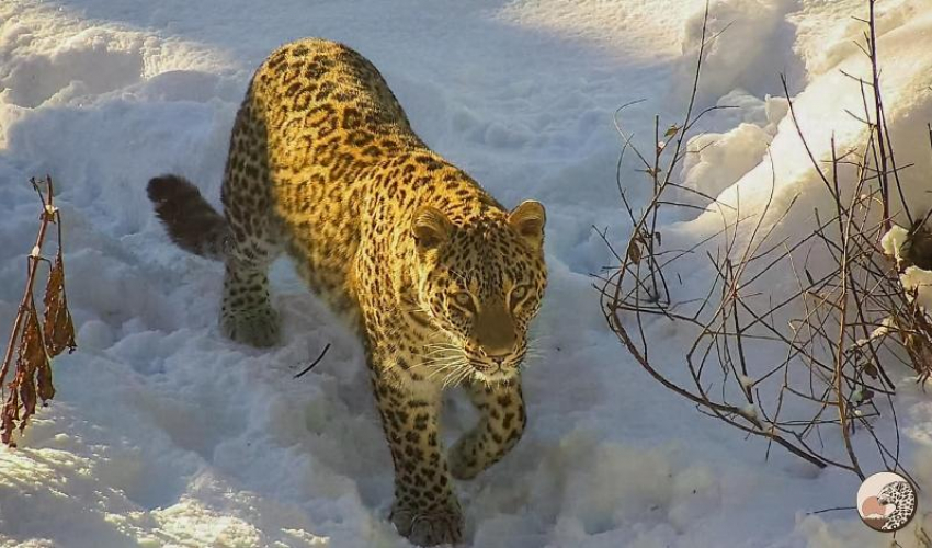 Леопарды из Сочи активно осваивают территорию Северной Осетии
