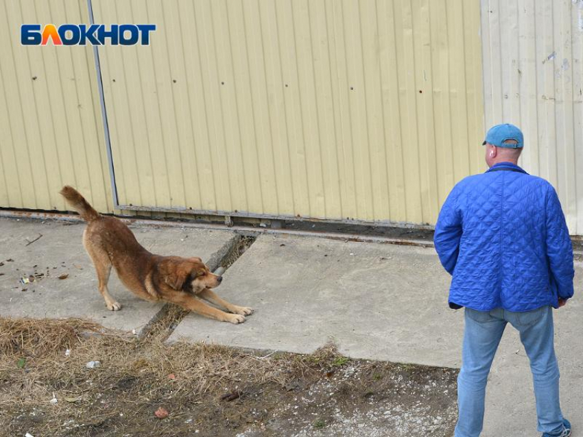 В приютах для животных в Сочи выявили многочисленные нарушения