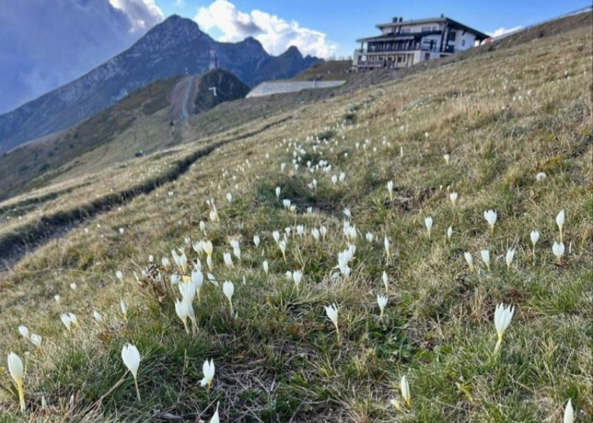 Белые шафраны расцвели в горах Сочи