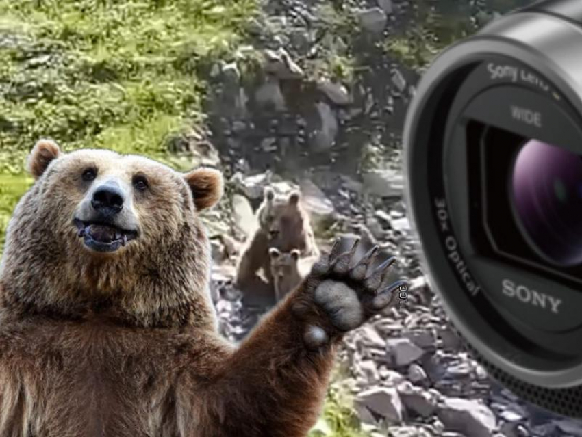 Медведица с детенышем попали в объективы камер в горах Сочи