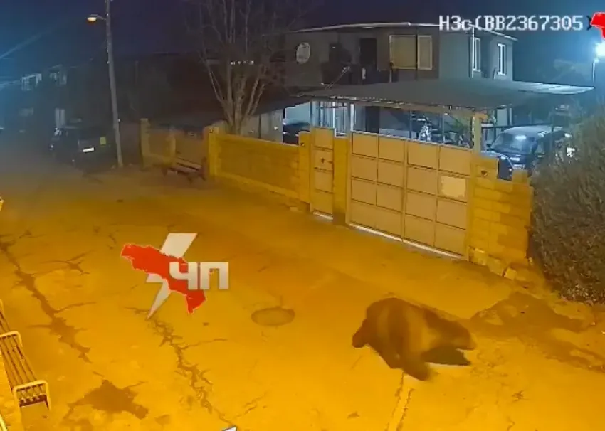 Медведь-шатун вместо спячки прогулялся по столице Абхазии