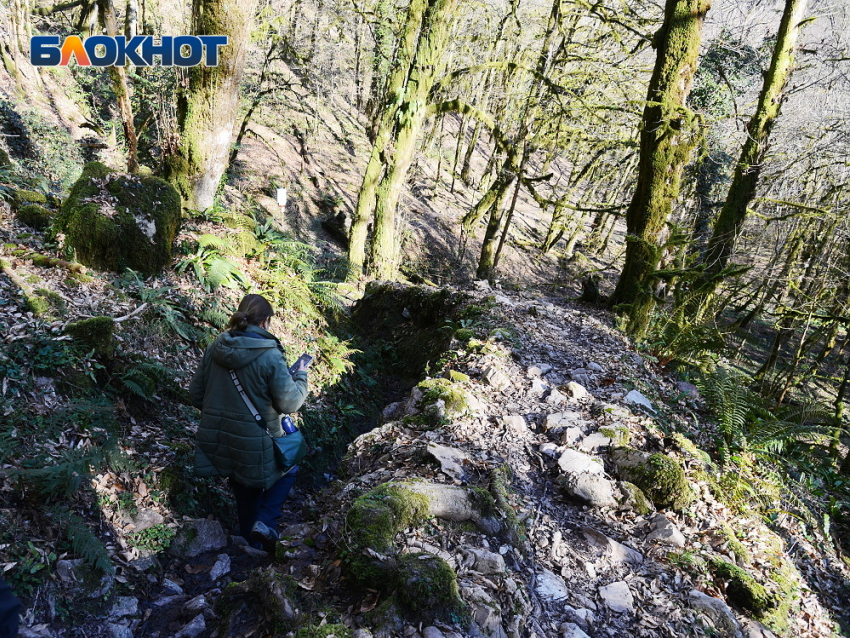 156 миллионов рублей возместило СНТ «Меркурий» за вред природе Сочи