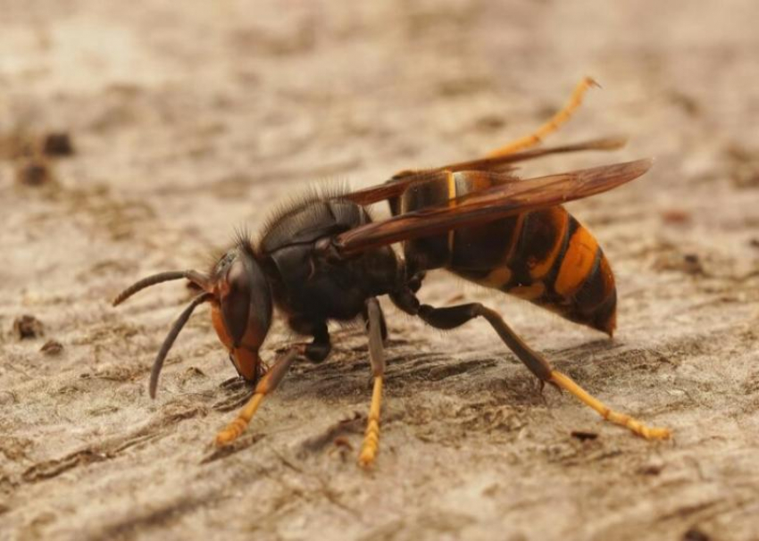 Женщина едва не умерла от укуса осы в горах Сочи