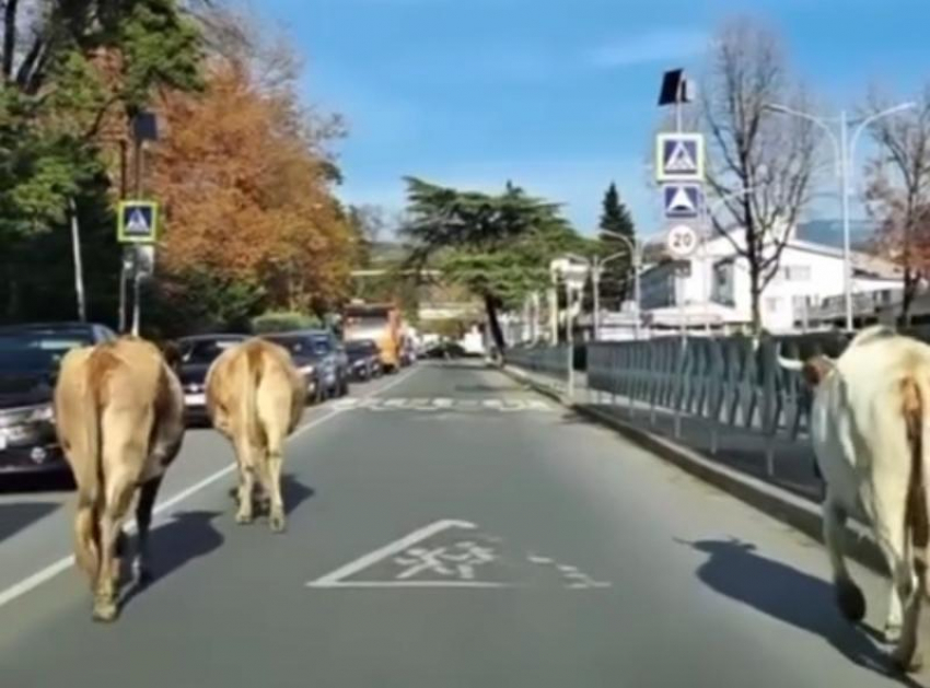 Стадо коров заблокировали движение автомобилей в Сочи 