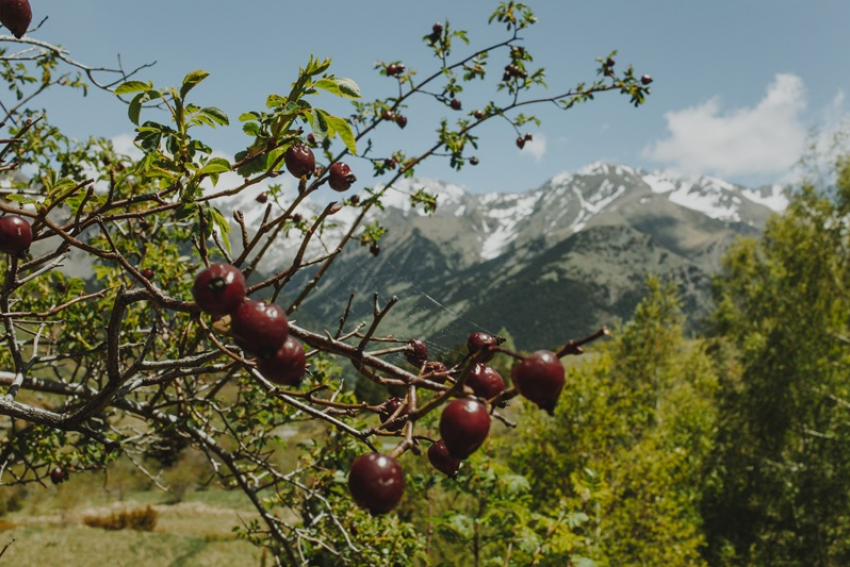 За 440 миллионов в Сочи продают два косточковых сада