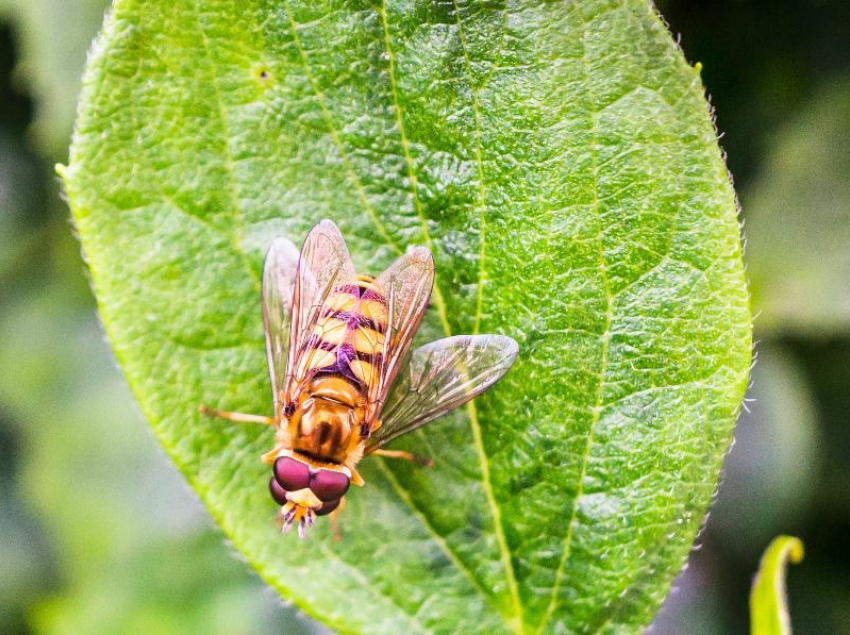 Средиземноморская муха-убийца, уничтожающая цитрусовые, атаковала Сочи