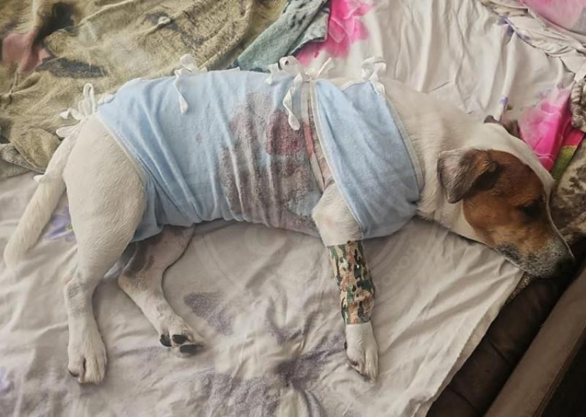 В Сочи ещё одна собака пострадала от алабая на самовыгуле