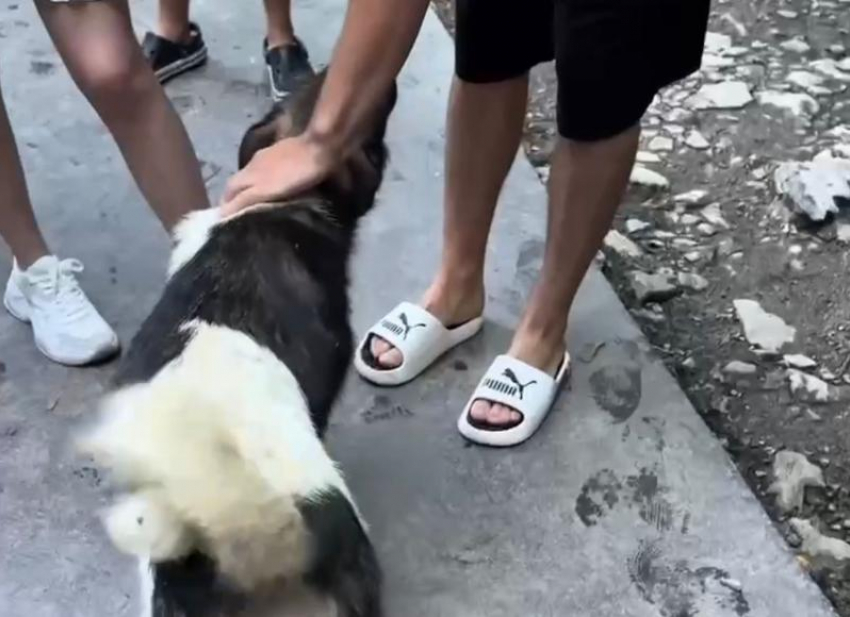 Неравнодушный парень спас собаку, которая сутки не могла выбраться из водопада в Сочи