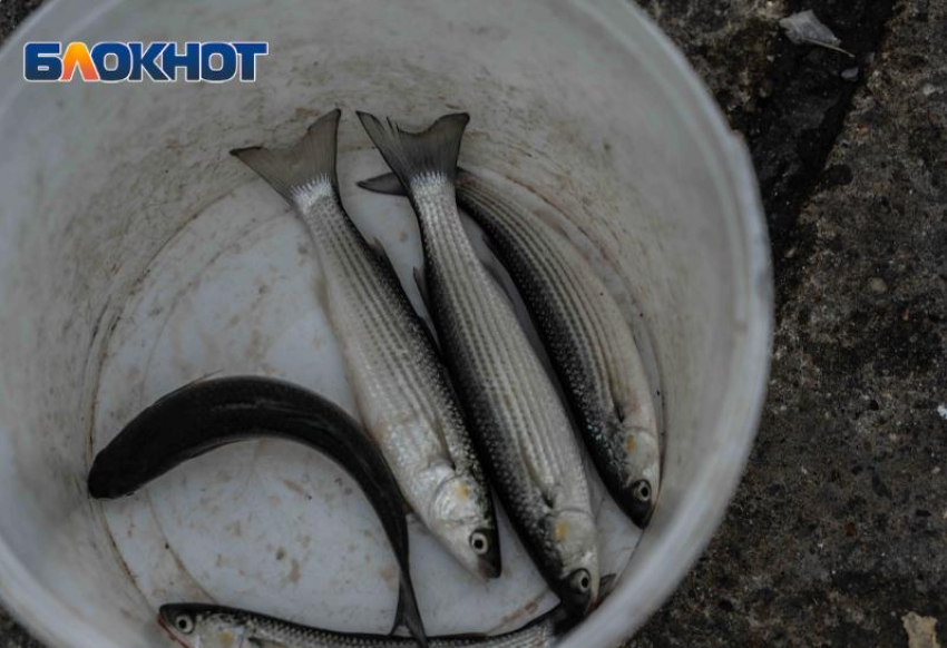 56 килограммов рыбы изъяли у торговцев в Адлере