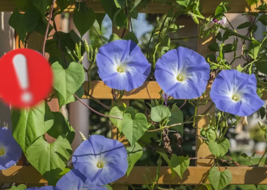  Лишением свободы может закончиться для жителей Сочи появление вьюна в клумбе