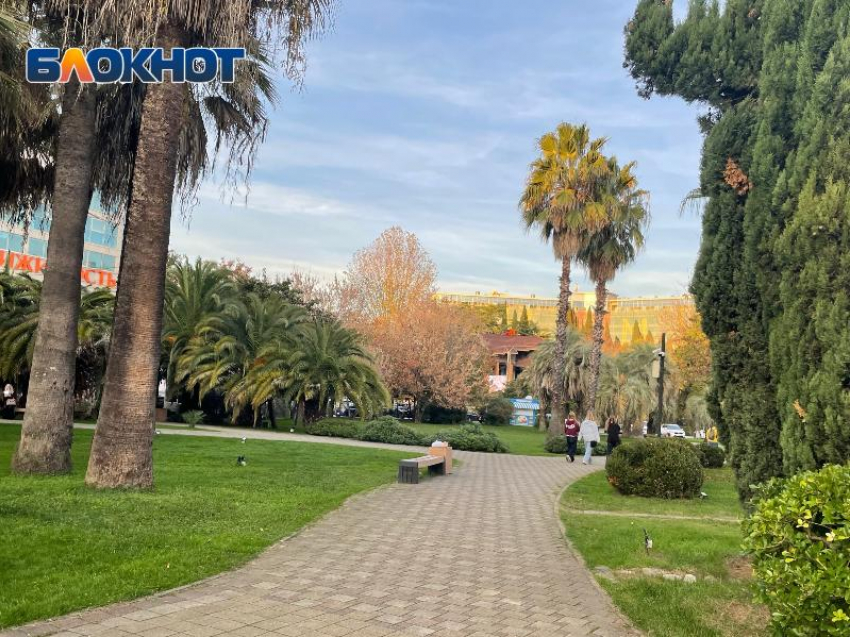 Министр природных ресурсов России возглавит Комиссию по спасению пальм в Сочи