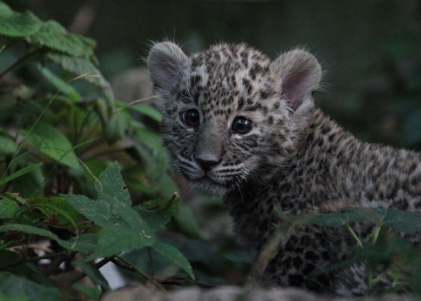 Трехмесячного котенка леопарда из сочинского Нацпарка назвали Умкой 