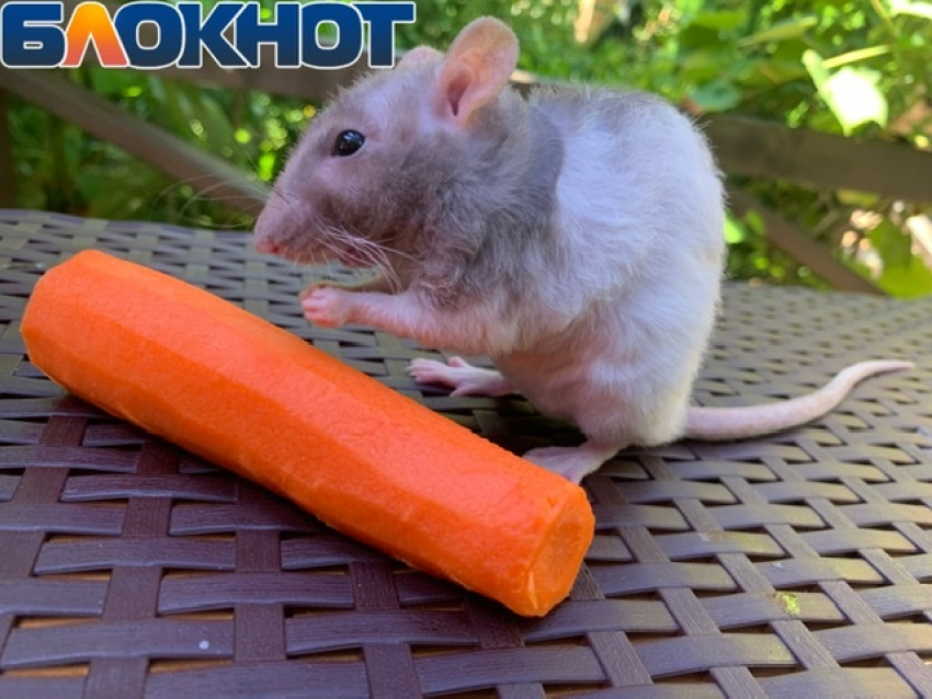 Ждём морковь по триста: реакция жителей Сочи на высокие цены в продуктовых магазинах
