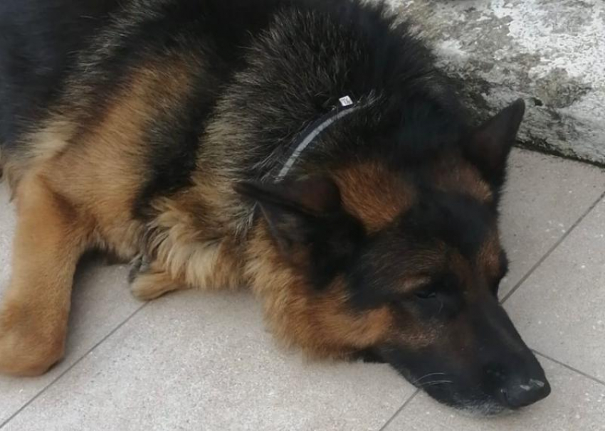 В Адлерском районе Сочи найдена собака