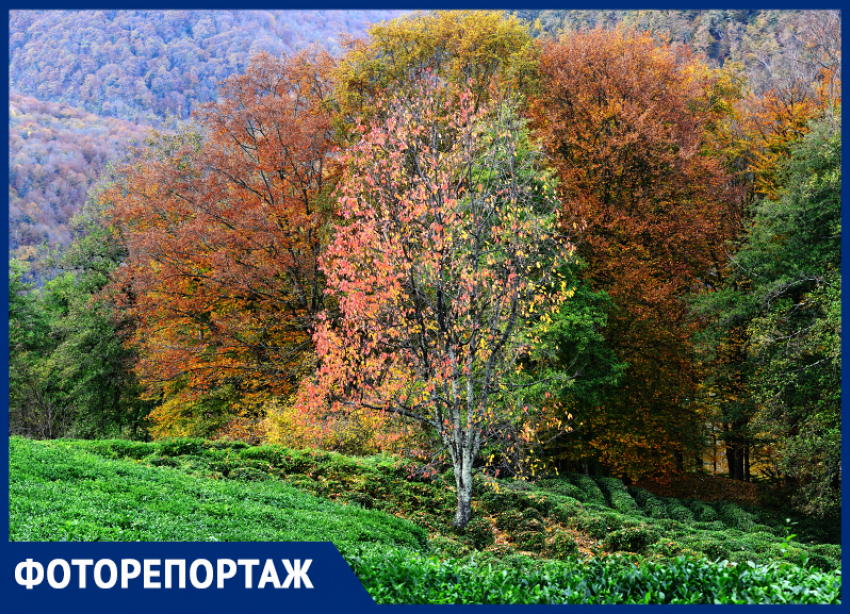 Яркие краски сочинской осени в объективе фотографа «Блокнота»