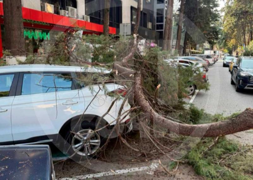 Огромная ветка упала на дорогу и повредила два автомобиля в центре Сочи