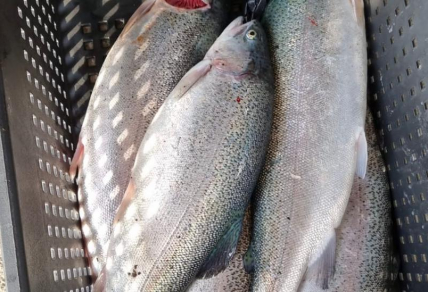 Сочинские рыбаки массово ловят «сбежавшую» форель