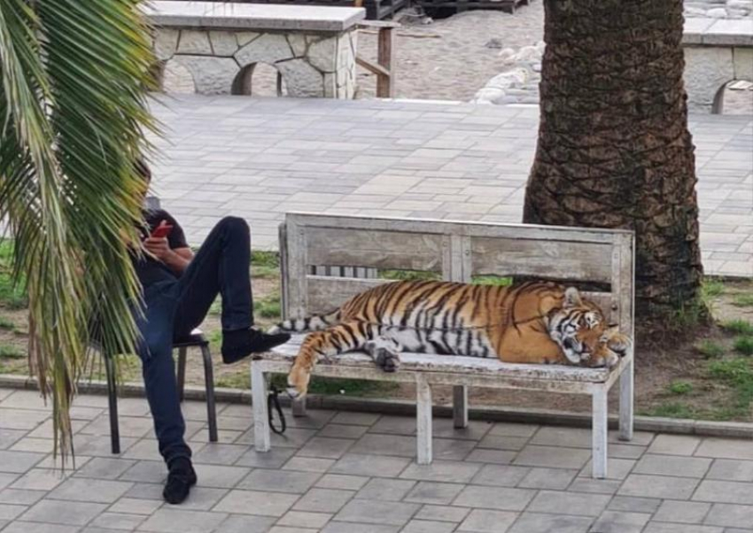 В Абхазии прохожим предлагали сделать фото с живым тигром 