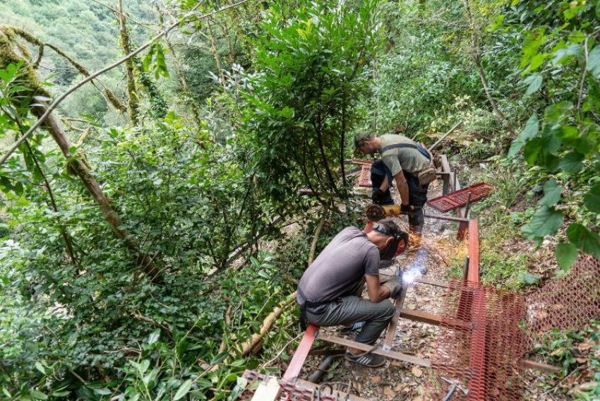 В Тисо-самшитовой роще Сочи закрыли туристическую тропу
