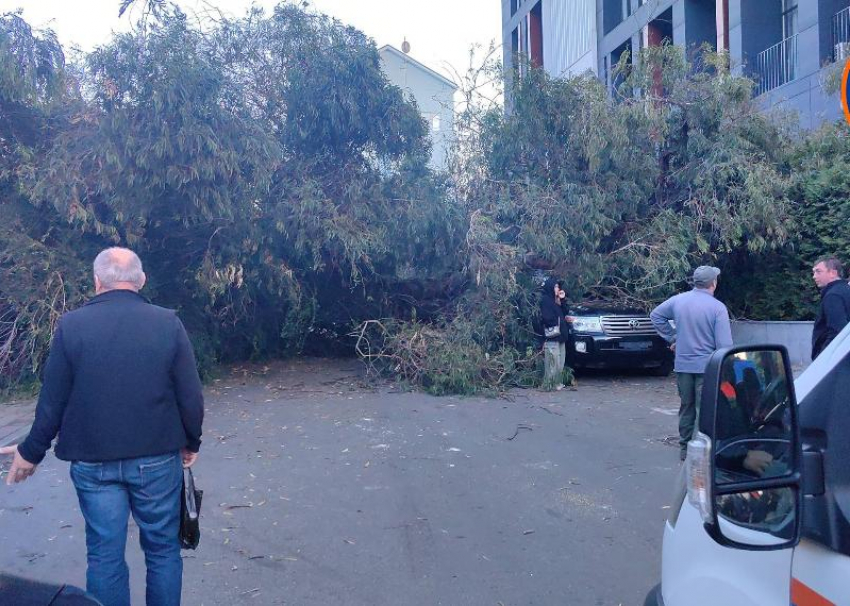 Огромный эвкалипт упал на автомобили в Сочи