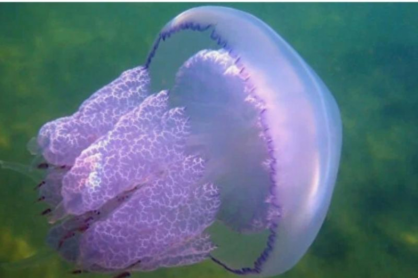 Специалисты рассказали, что делать при встрече с медузой–гигантом в Сочи