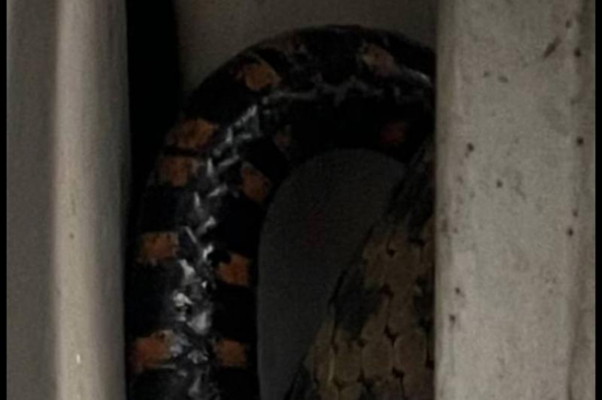 Жители Сочи обнаружили змею в своем автомобиле 