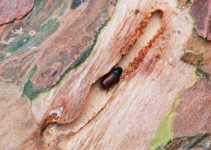 Ученые выяснили, почему в Сочи массово гибнут деревья