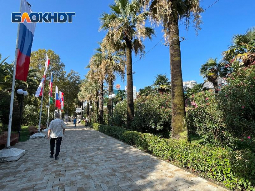 Администрация Сочи потратила на закупку пальм в 13 раз больше, чем на борьбу с их вредителями