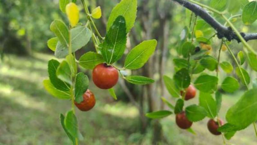 Лечебный китайский финик созрел в Сочи