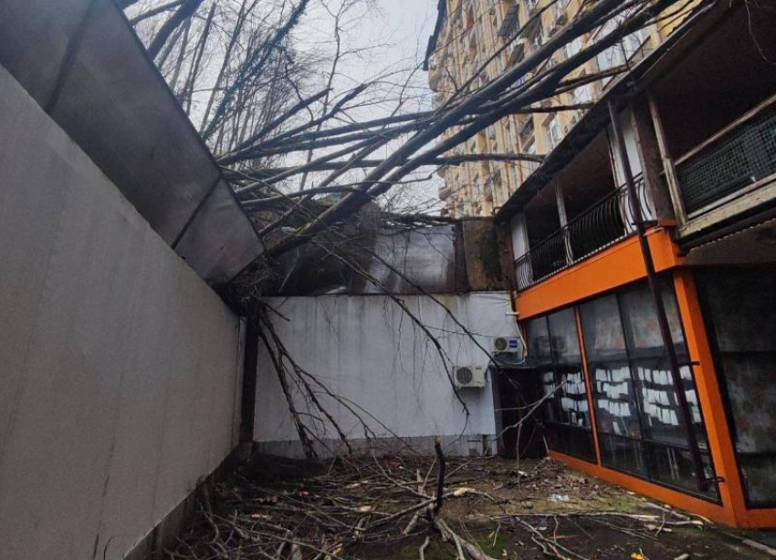 Деревья падают, ситуация критическая, никто не помог: жители многоквартирного дома в Сочи, которому угрожает оползень, жалуются на бездействие 