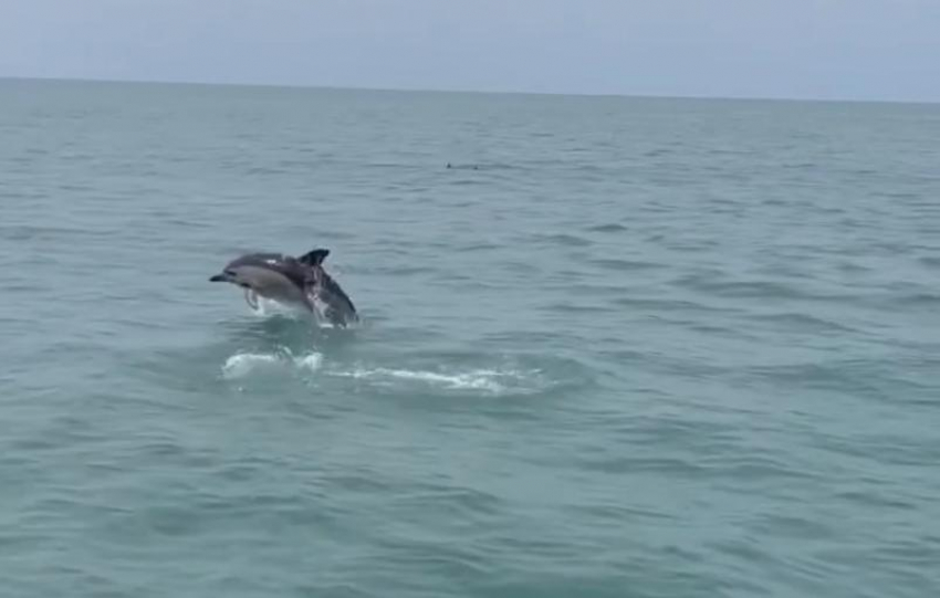 Сочинские дельфины устроили морское шоу перед туристами