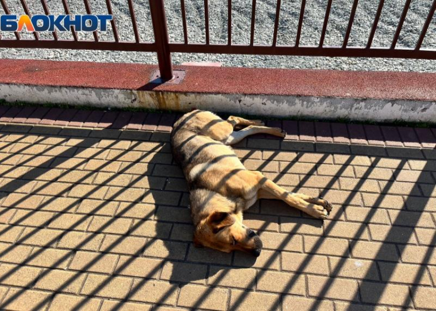 Садист из Сочи зарезал тесаком 10-месячного щенка 