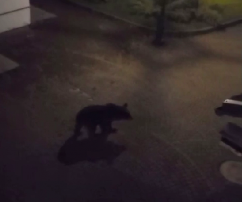 Медведь пришел в этнопарк «Моя Россия» в Сочи