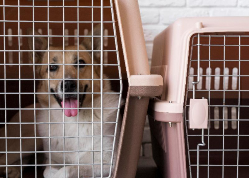 550 животных-компаньонов улетело из аэропорта Сочи за рубеж