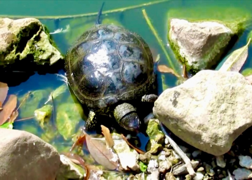 Краснокнижных черепах в Сочи заживо уничтожают спецтехникой в водоеме 