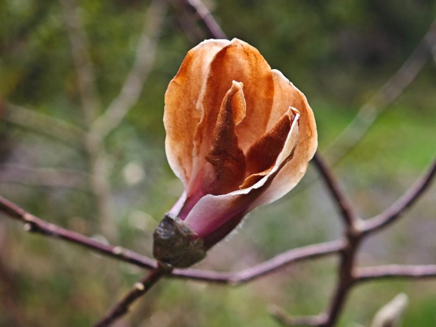 Магнолия Кобус неожиданно зацвела в Сочи в конце декабря